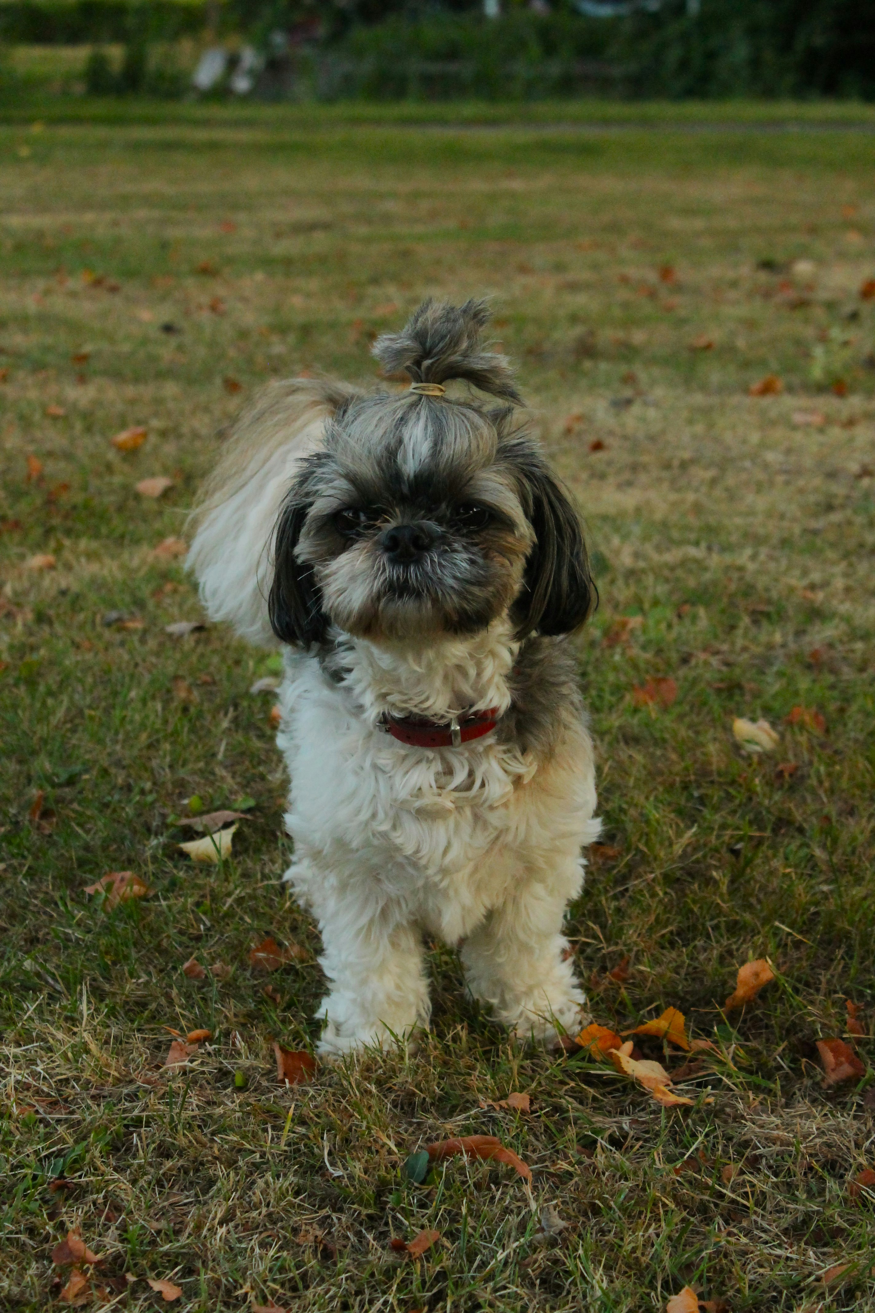 Sadie